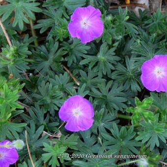 Geranium sanguineum