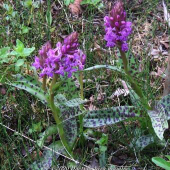 Dactylorhiza majalis