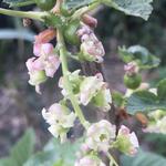 Ribes nigrum 'Ebony' - Zwarte bes