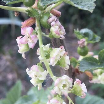 Ribes nigrum 'Ebony'