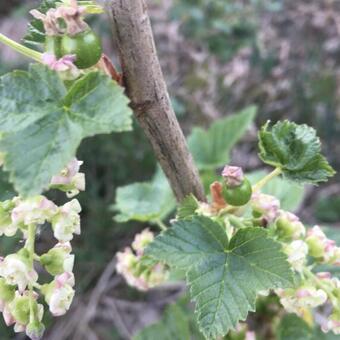 Ribes nigrum 'Ebony'