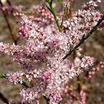 Tamarix tetrandra - Tamarisk - Tamarix tetrandra