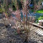 Tamarix tetrandra - Tamarisk