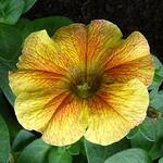 X Petchoa BEAUTICAL 'Caramel Yellow' - Hangpetunia