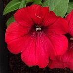 Surfinia 'Deep Red' - Hangpetunia