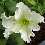 Surfinia 'Lime' - Hangpetunia