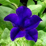 Surfinia 'Blue' - Hangpetunia