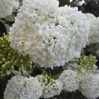 Viburnum 'Eskimo'