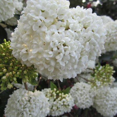 Sneeuwbal - Viburnum 'Eskimo'