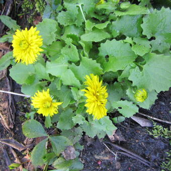 Doronicum orientale