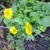 Doronicum orientale