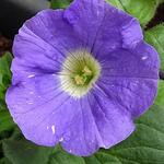 Surfinia 'Sky Blue' - Hangpetunia