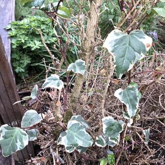 Hedera  algeriensis 'Gloire De Marengo'