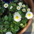 Bellis perennis