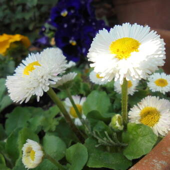 Bellis perennis