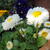 Bellis perennis