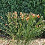 Cytisus scoparius 'Palette' - Brem