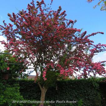 Crataegus x media 'Paul's Scarlet'