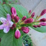 Weigela 'Rosea' - Weigelia