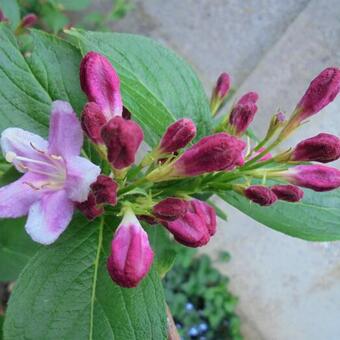 Weigela 'Rosea'