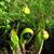 Sarracenia flava