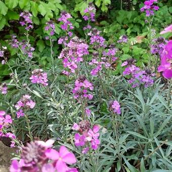 Erysimum 'Bowles Mauve'