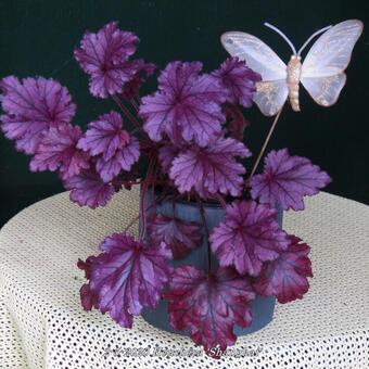 Heuchera 'Shanghai'