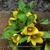 Lysimachia procumbens 'Golden Globes'