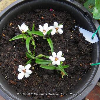 X Rhodoxis 'Hebron Farm Red Eye'