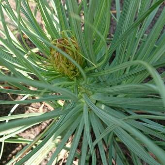 Asphodeline lutea