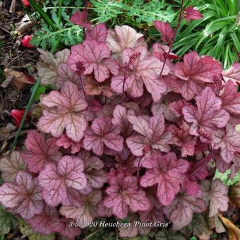 Heuchera 'Pinot Gris'