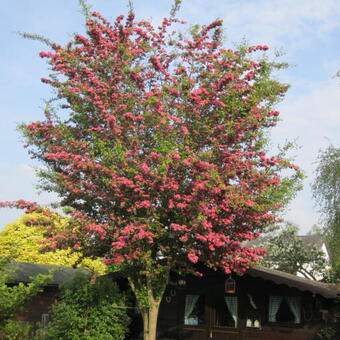 Crataegus x media 'Paul's Scarlet'