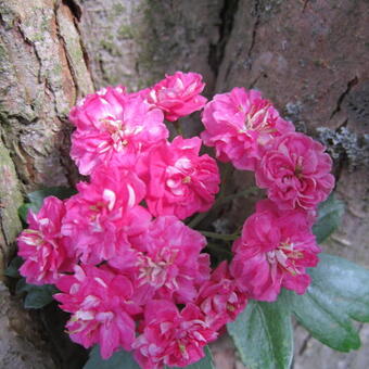 Crataegus x media 'Paul's Scarlet'