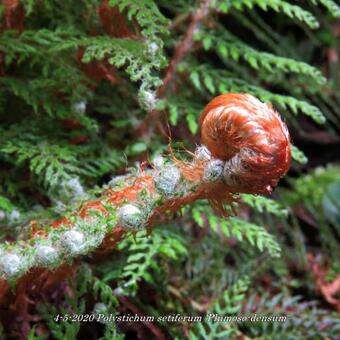 Polystichum setiferum 'Plumoso-densum'