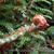 Polystichum setiferum 'Plumoso-densum'