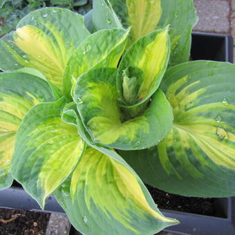 Hosta sieboldiana 'Great Expectations'