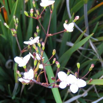 Libertia ixioides 'Helen Dillon Form'