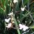 Libertia ixioides 'Helen Dillon Form'