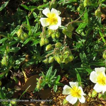 Helianthemum 'Elfenbeinglanz'