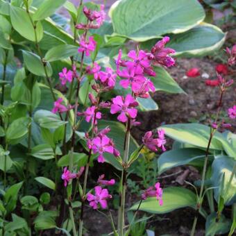 Lychnis viscaria