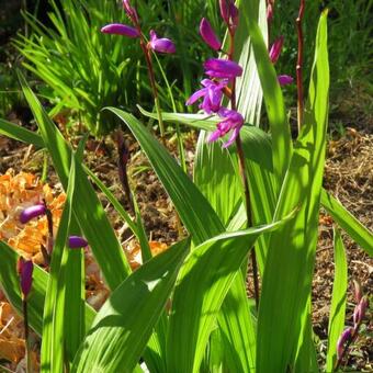 Bletilla striata purple variegated