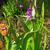 Bletilla striata purple variegated