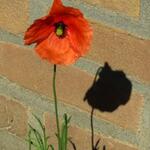 Papaver dubium - Bleke klaproos