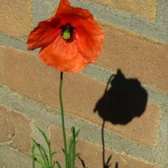 Papaver dubium