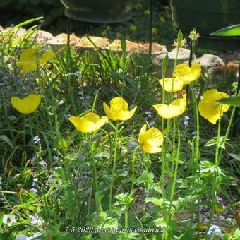 Meconopsis cambrica