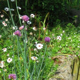 Allium schoenoprasum