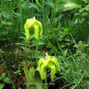 Sarracenia flava