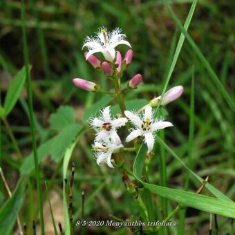 Menyanthes trifoliata