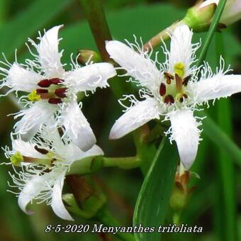 Menyanthes trifoliata