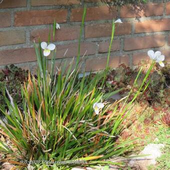 Diplarrena latifolia